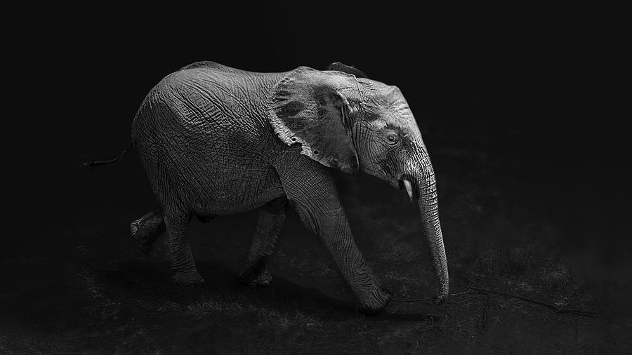 A Baby Elephant Photograph by Siyu And Wei Photography