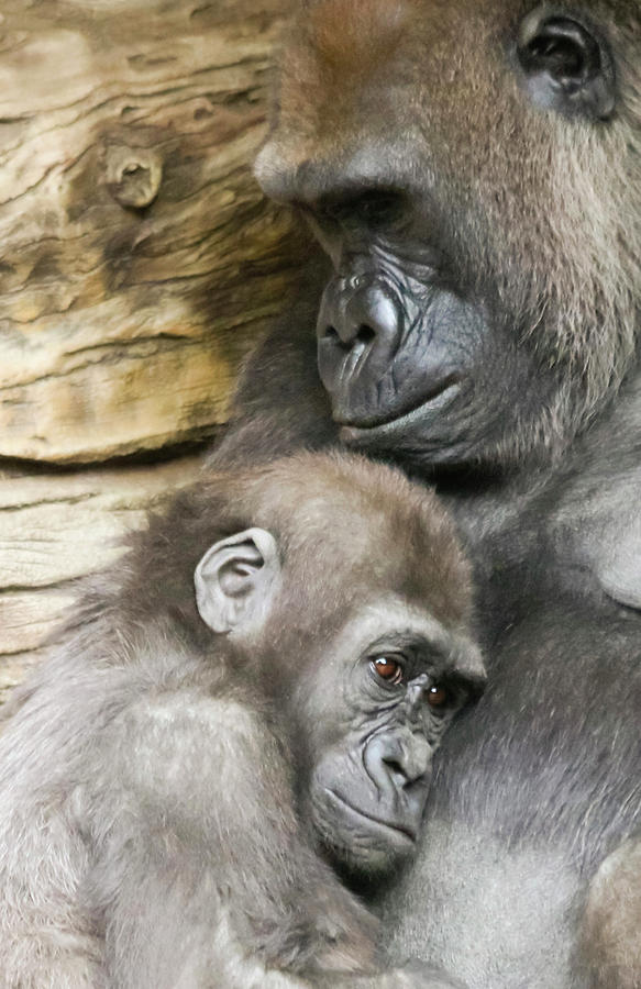A Baby Gorilla Holds Fast To Its Mother Photograph