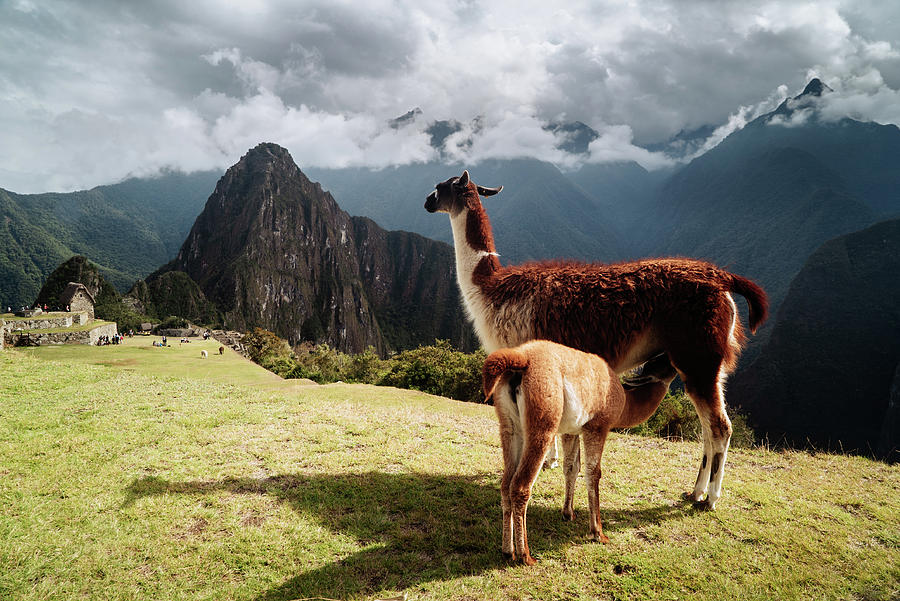 Wildlife Photograph - A baby llama suckling on mother llama at Machu Picchu by Kamran Ali