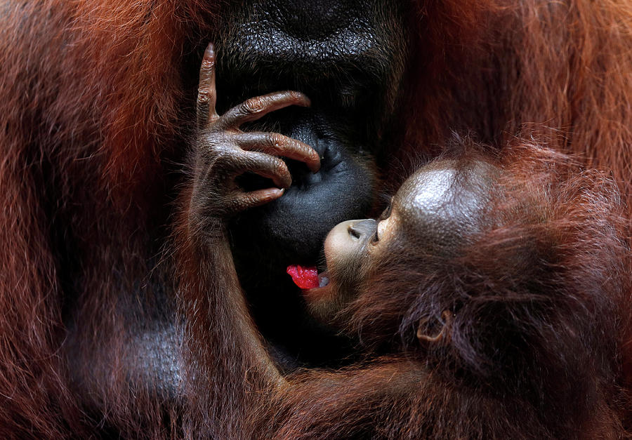 Nature Photograph - A Baby Orangutan Eats a Fruit by Edgar Su