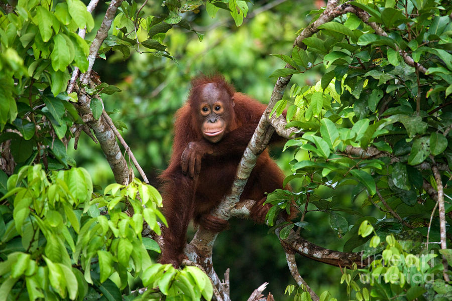 Forest Photograph - A Baby Orangutan In The Wild by Gudkov Andrey