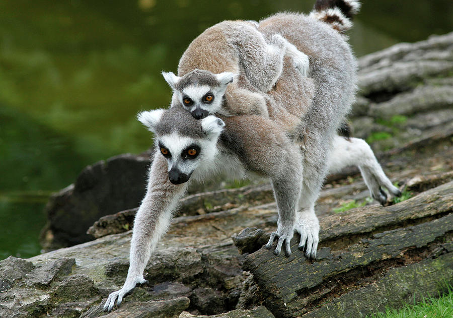 Lemur Photograph - A Baby Ring-tailed Lemur Rests by Leonhard Foeger