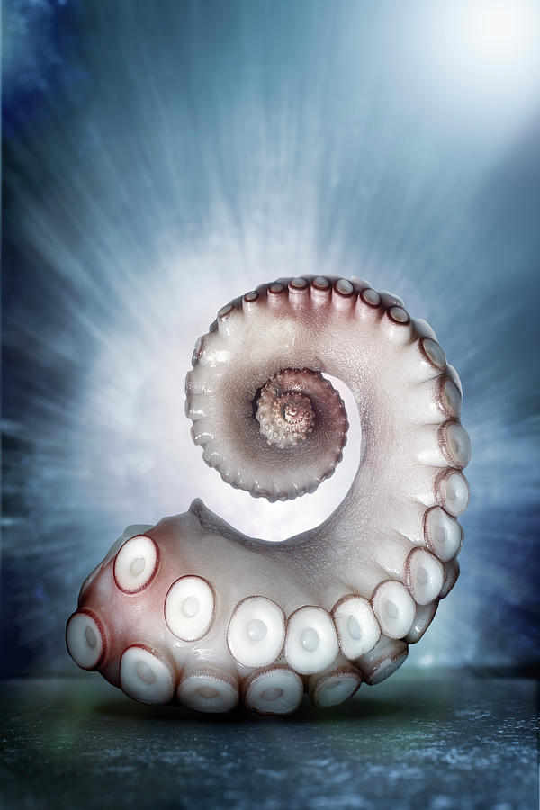 A Backlit Octopus Tentacle Photograph by Petr Gross