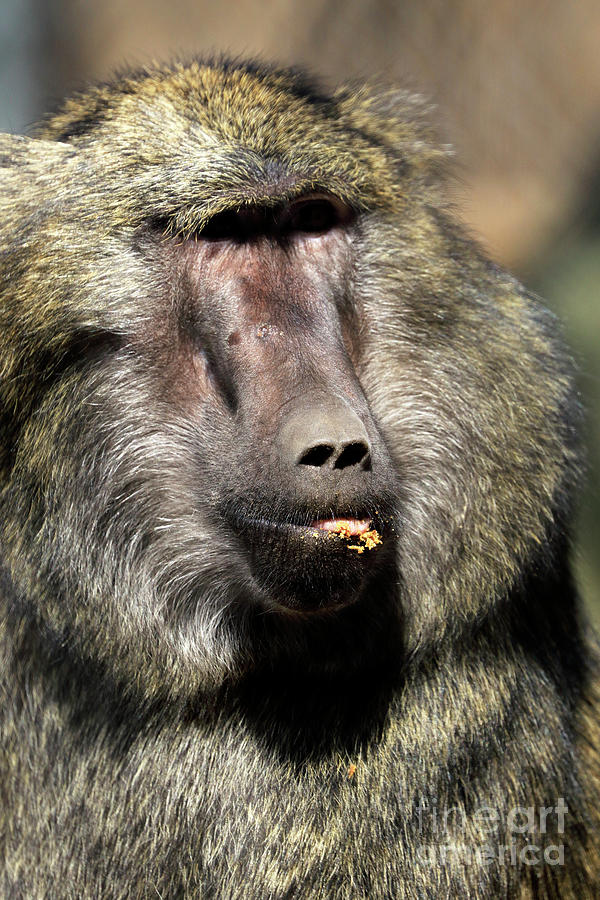 A Bakari baboon look a like reprise Photograph by John Van Decker