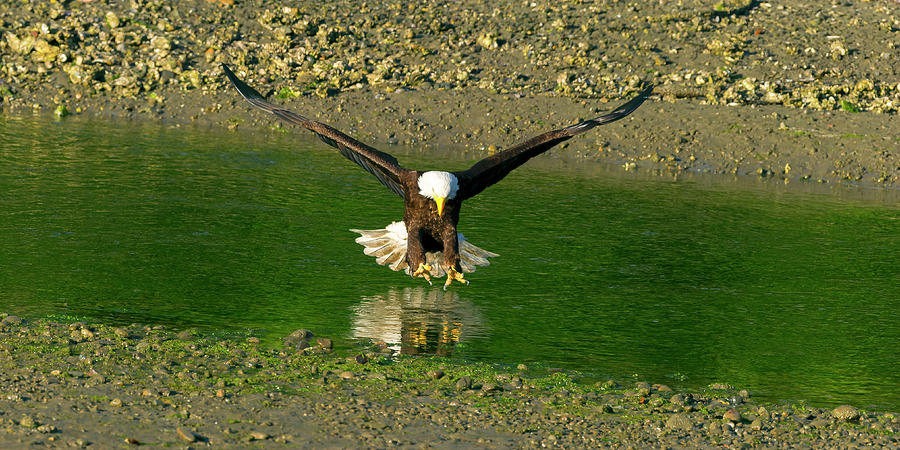 A Bald Eagle catches a fish Photograph by Gary Langley