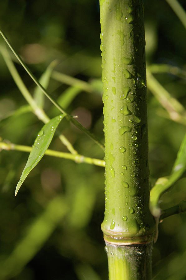 A Bamboo Plant With Rain Drops Photograph by Jon Schulte