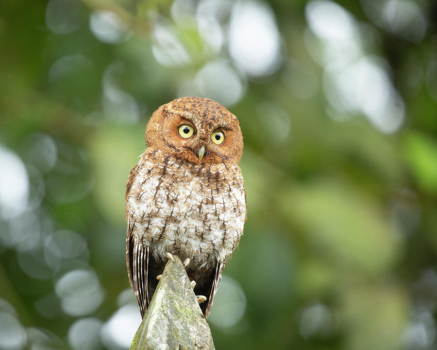 A Bare-shanked Screech-owl Perched Photograph By Carlos Calvo Obando 