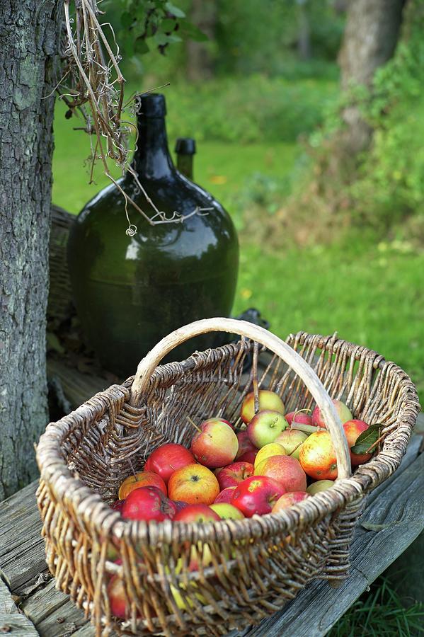 A Basket Of Freshly Harvested Apples And A Demijohn Under A Tree, Quilitz In Lieper Winkel, Usedom, Mecklenburg-vorpommern Photograph by Jalag / Natalie Kriwy