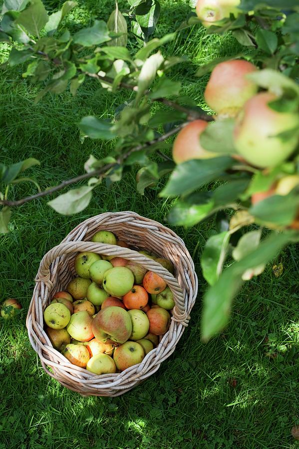 A Basket Of Freshly Picked Apples Under An Apple Tree In A Field Photograph by Achim Sass