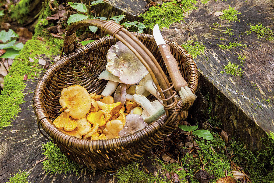 A Basket Of Freshly Picked Mushrooms Photograph by Tre Torri