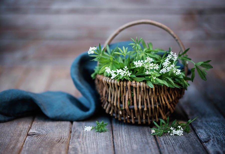 A Basket Of Freshly Picked Woodruff galium Odoratum Photograph by Kati Neudert