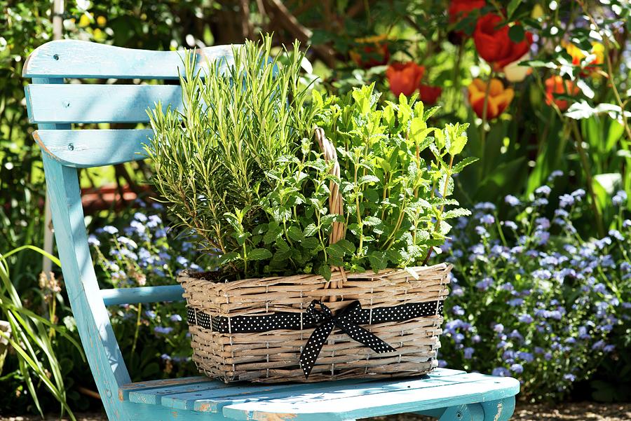A Basket Of Herbs On A Garden Chair Photograph by Nadja Walger