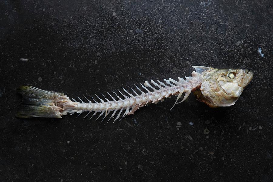 A Bass Carcass Photograph by Rose Hodges