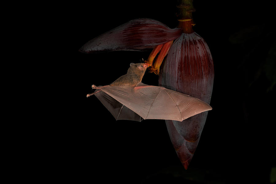 Nature Photograph - A Bat Gracefully Flew Towards A Stunning Flower by Sheila Xu