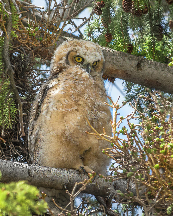 A Beanching Great Horned Owl Photograph by Yeates Photography