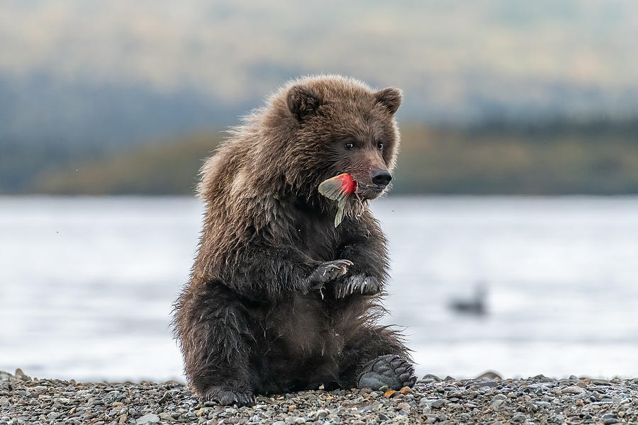 Salmon Photograph - A Bear Cub And Its Yummy Sockeye Salmon Tail by Siyu And Wei Photography