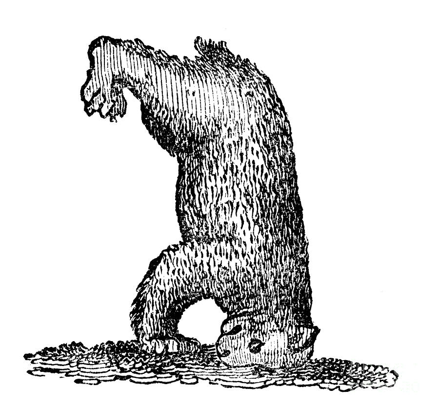 A Bear Standing On His Head, 14th Drawing by Print Collector