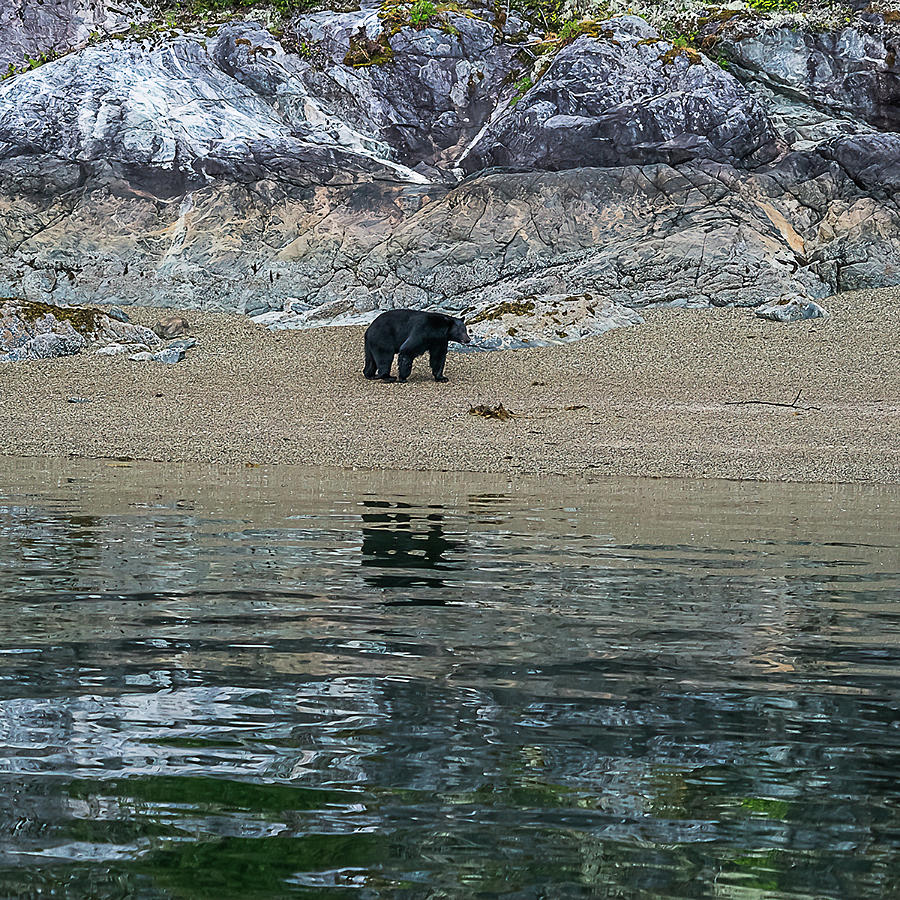 A bear's reflections by Peggy Blackwell A bear's reflections by Peggy Blackwell