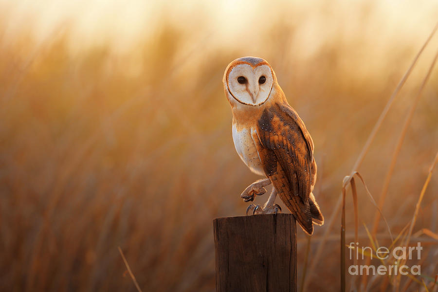 Feather Photograph - A Beautiful Barn Owl Perched On A Tree by Duangnapa b