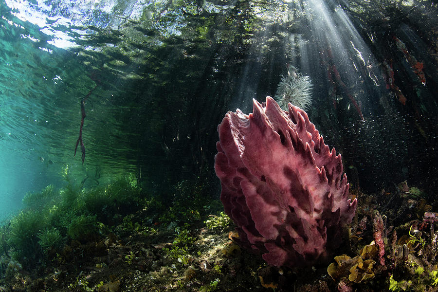 A Beautiful Barrel Sponge Grows Photograph by Ethan Daniels