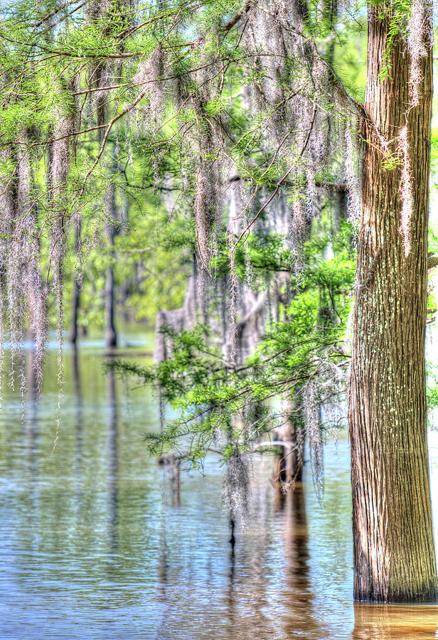 Bayou Photograph - A Beautiful Day In The Bayou by Ester McGuire Bayou Photograph - A Beautiful Day In The Bayou by Ester McGuire