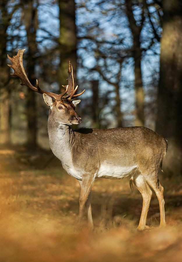 A Beautiful Deer Giving Me A Curious Look In The Golden Light Of The Sunrise. Photograph