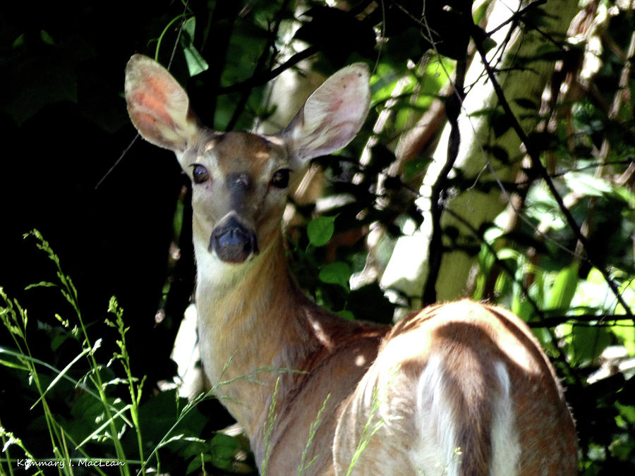 A Beautiful Deer Photograph by Kimmary MacLean