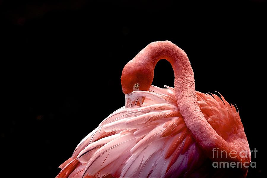 Cleaning Photograph - A Beautiful Flamingo Cleaning Its by Michelle Sherwood Cleaning Photograph - A Beautiful Flamingo Cleaning Its by Michelle Sherwood