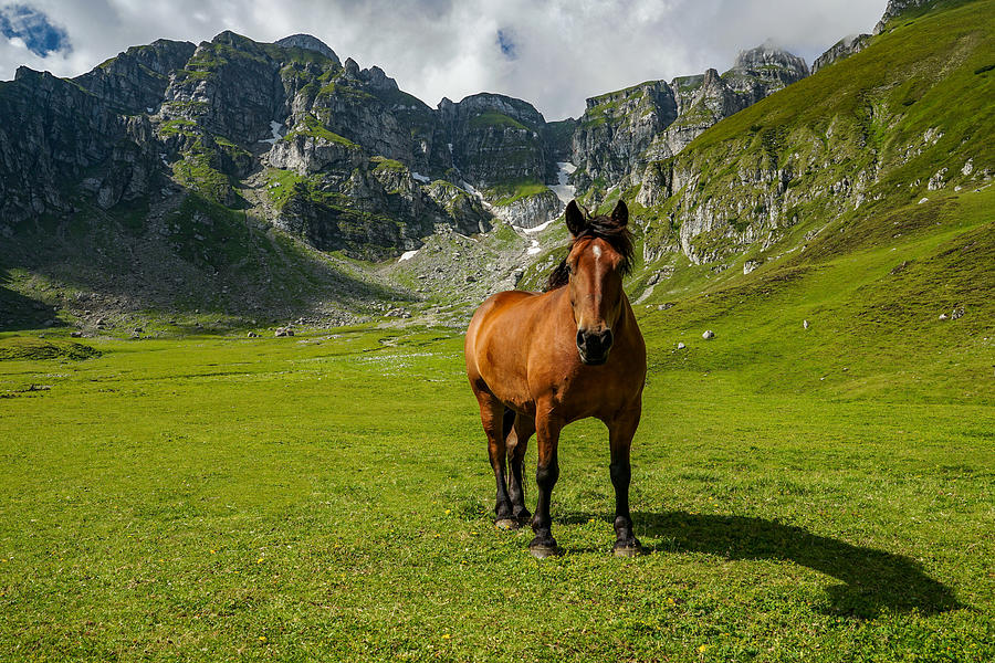 A Beautiful Horse In Bucegi Mountains, Romania. Photograph