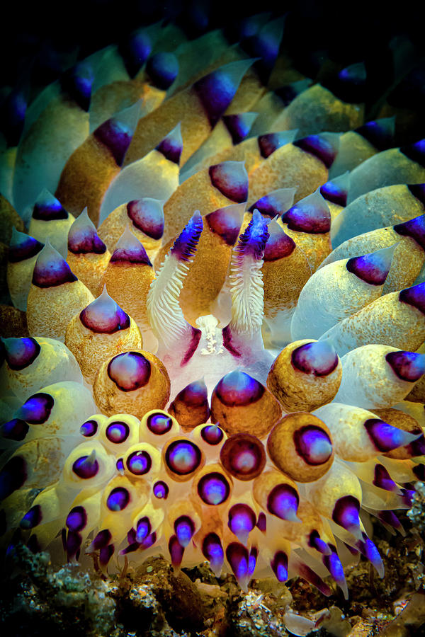 A Beautiful Janolus Nudibranch, Anilao Photograph by Bruce Shafer
