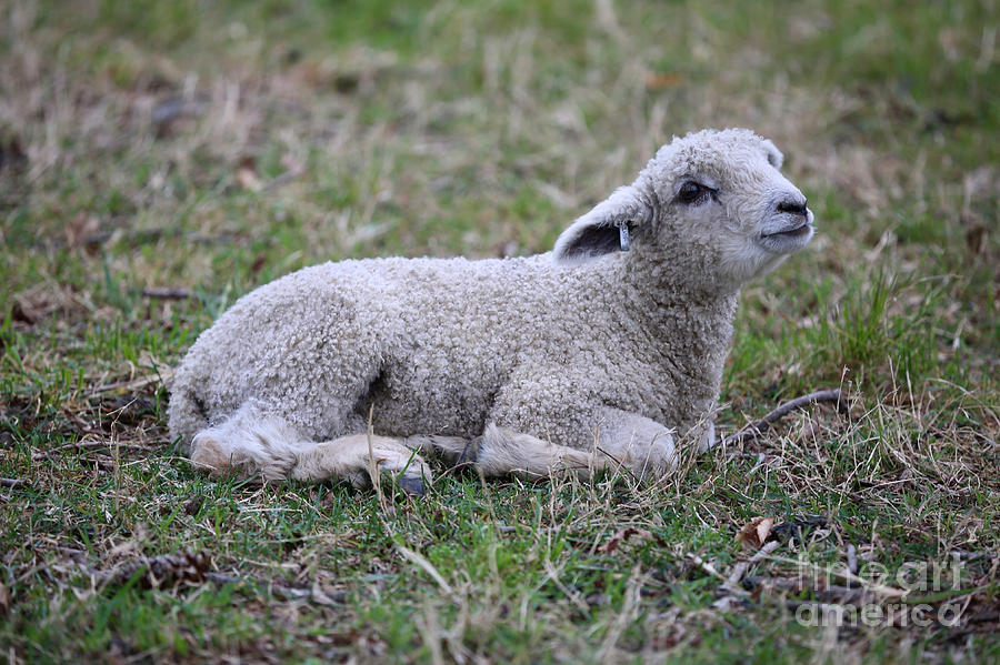 A Beautiful Lamb Photograph by Lara Morrison