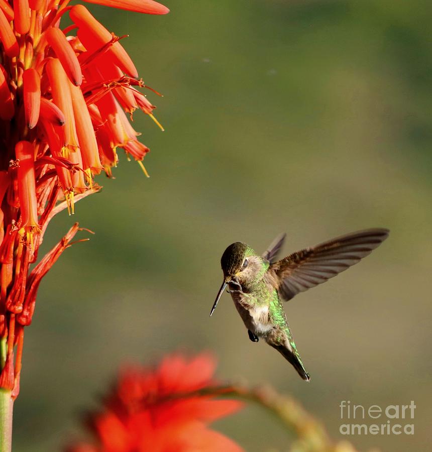 A beautiful little hummingbird scratching its beak  Photograph by LaDonna McCray