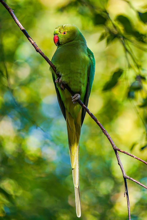 A beautiful parakeet seen on a sunny summer day. Photograph by George ...