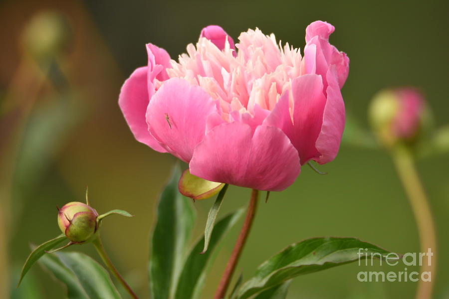 Pink Flower Photograph - A Beautiful Peony by Sheila Lee