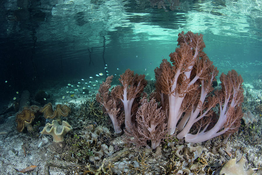 A Beautiful Set Of Soft Corals Grows Photograph by Ethan Daniels
