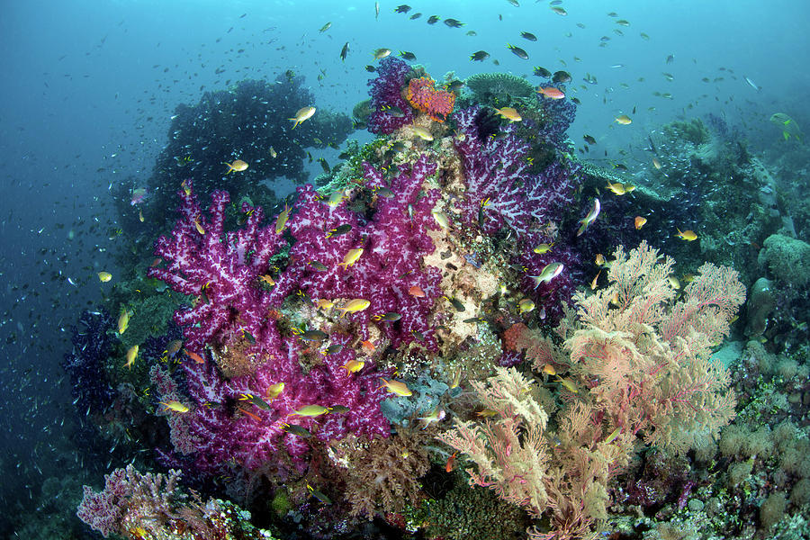 A Beautiful, Vibrant Coral Reef Grows Photograph by Ethan Daniels ...