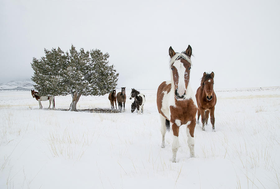 A Beautiful Winter Photograph by Kent Keller