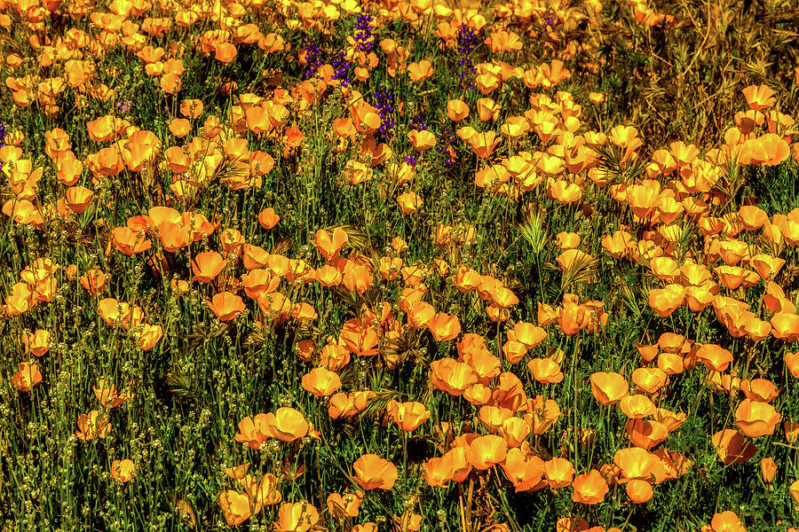 A Bed of Gold by Rick Furmanek A Bed of Gold by Rick Furmanek