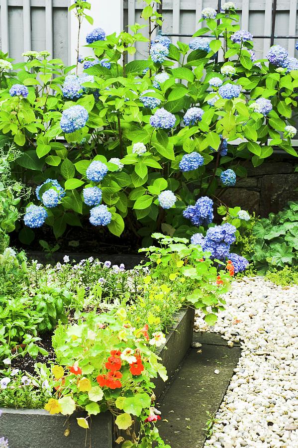 A Bed Of Herbs With A Gravel Border In Front Of A Flowering Hydrangea Photograph by John M. Hall Photographs