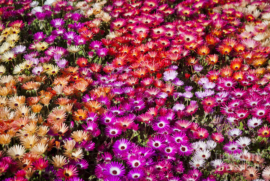 Bed Photograph - A Bed Of Livingstone Daisies In by Jason Benz Bennee Bed Photograph - A Bed Of Livingstone Daisies In by Jason Benz Bennee