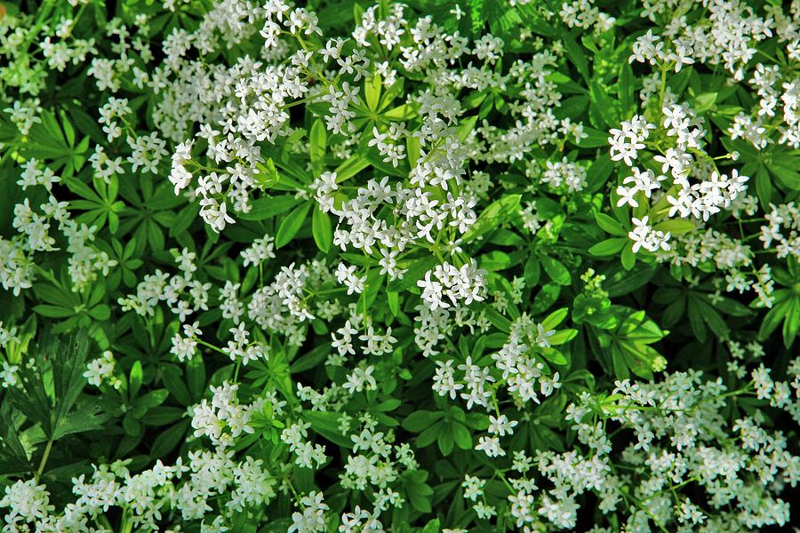 A Bed Of Woodruff seen From Above Photograph by Bodo A. Schieren