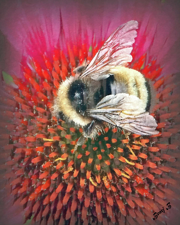A Bee Photograph by Bearj B Photo Art