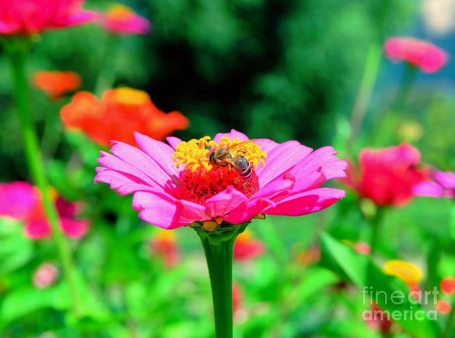 Nature Photograph - A bee busy in the beauty by Jeff Swan
