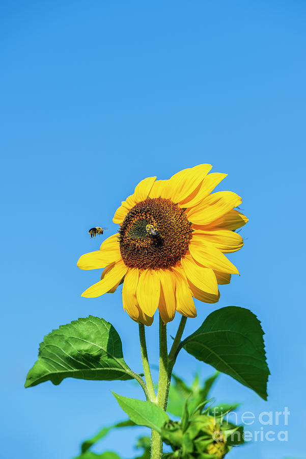 Bee Flies To A Sunflower Photograph