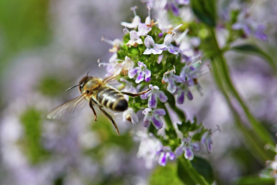 A Bee Flying To A Flower Photograph by Herbert Lehmann