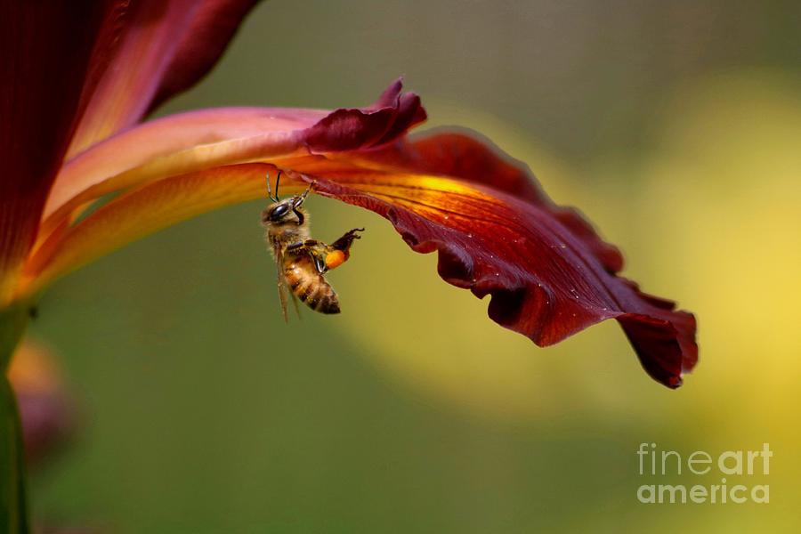 Hang in there little bee Photograph by LaDonna McCray
