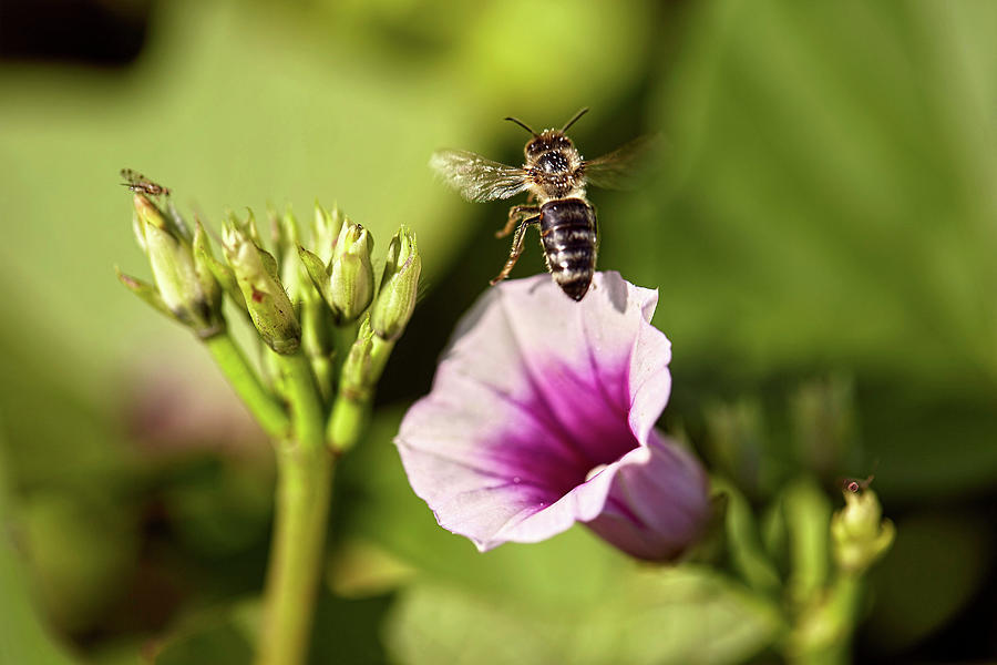 A Bee On A Sweet Potato Flower Photograph by Herbert Lehmann
