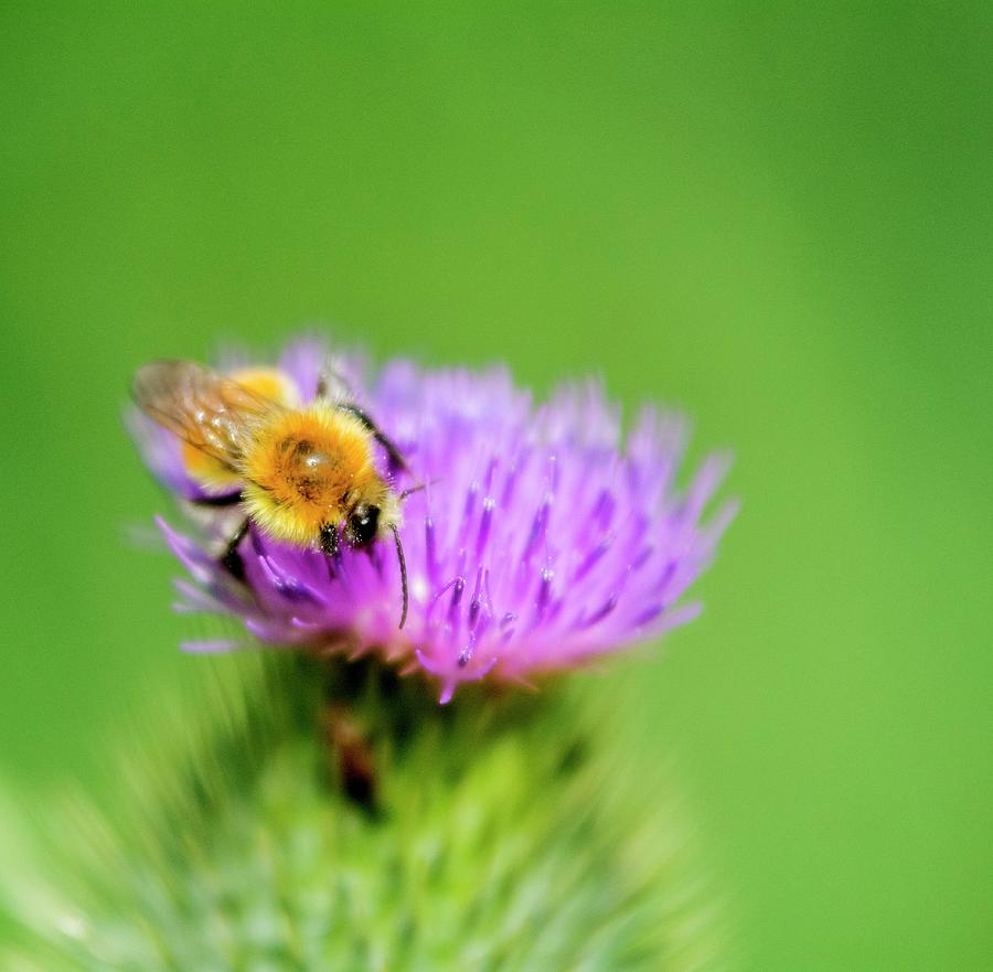 A Bee On A Thistle Flower close-up Photograph by Chris Schfer