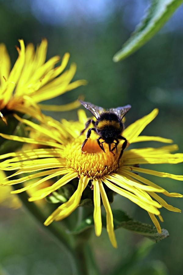 A Bee On An Arnica Flower Photograph by Herbert Lehmann