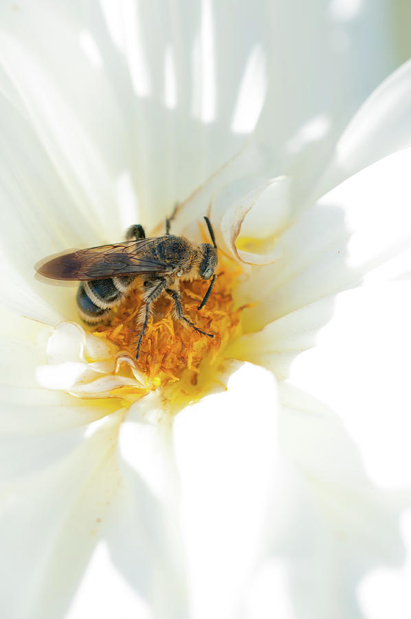 A Bee On Chrysanthemum Flower Photograph by Toshiro Shimada